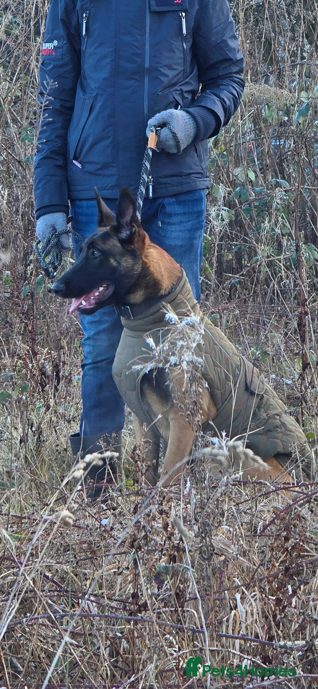 Belgian Shepherd Dog dogs for sale: 8 months old male Belgian Malinois  - Advert 1