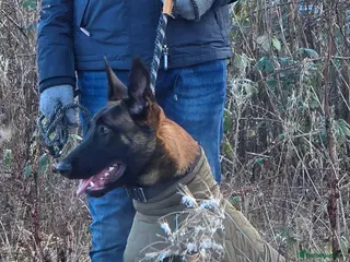 Belgian Shepherd Dog dogs 8 months old male Belgian Malinois - Advert 13