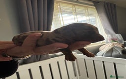 Dachshund dogs for sale: True to type Dashound chocolate and tan - Image 2