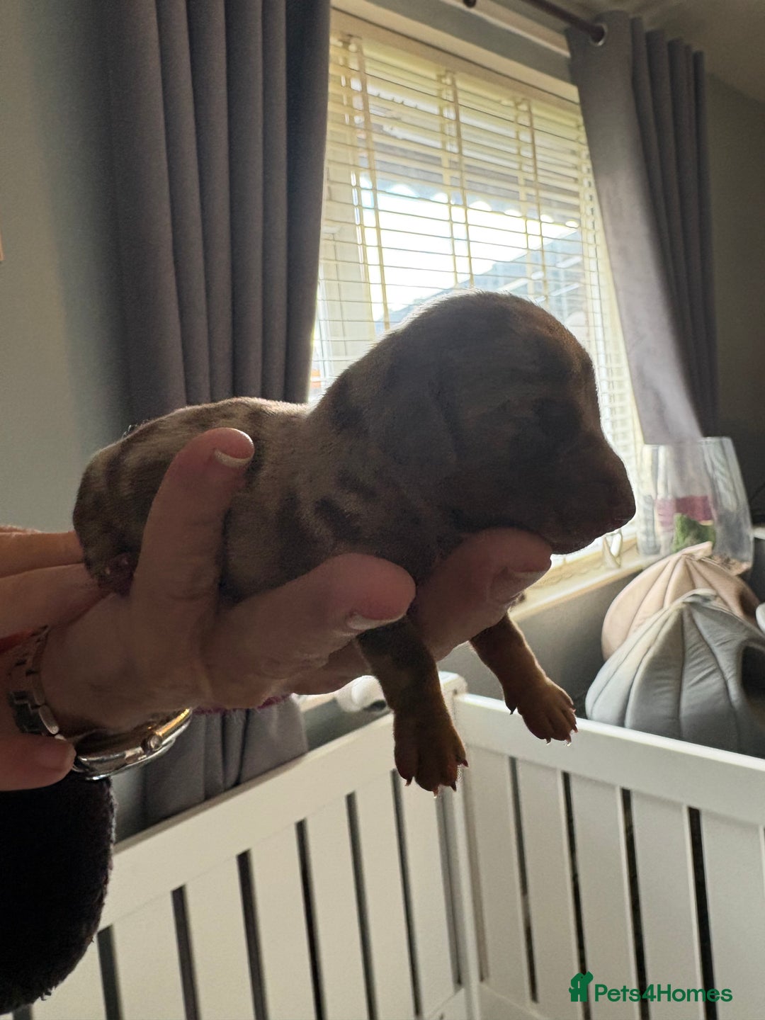 Dachshund dogs for sale: True to type Dashound chocolate and tan - Image 2