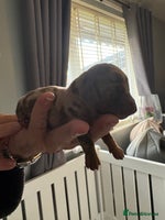 Dachshund dogs - Advert 8