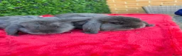 Continental Giant rabbits for sale: Giant French Lops & Mini Lops  - Advert 10