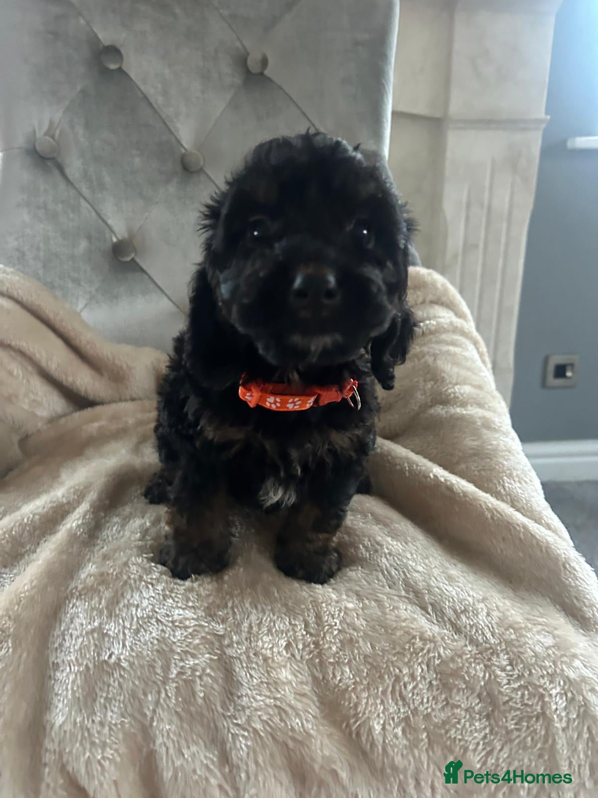 Cockapoo dogs F1 cockapoo puppies  - Advert 1