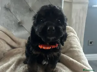 Cockapoo dogs F1 cockapoo puppies - Advert 1