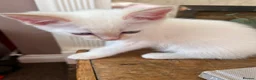 Ragdoll cats for sale: Gorgeous Ragdoll Kittens - Advert 14