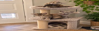 British Shorthair 4