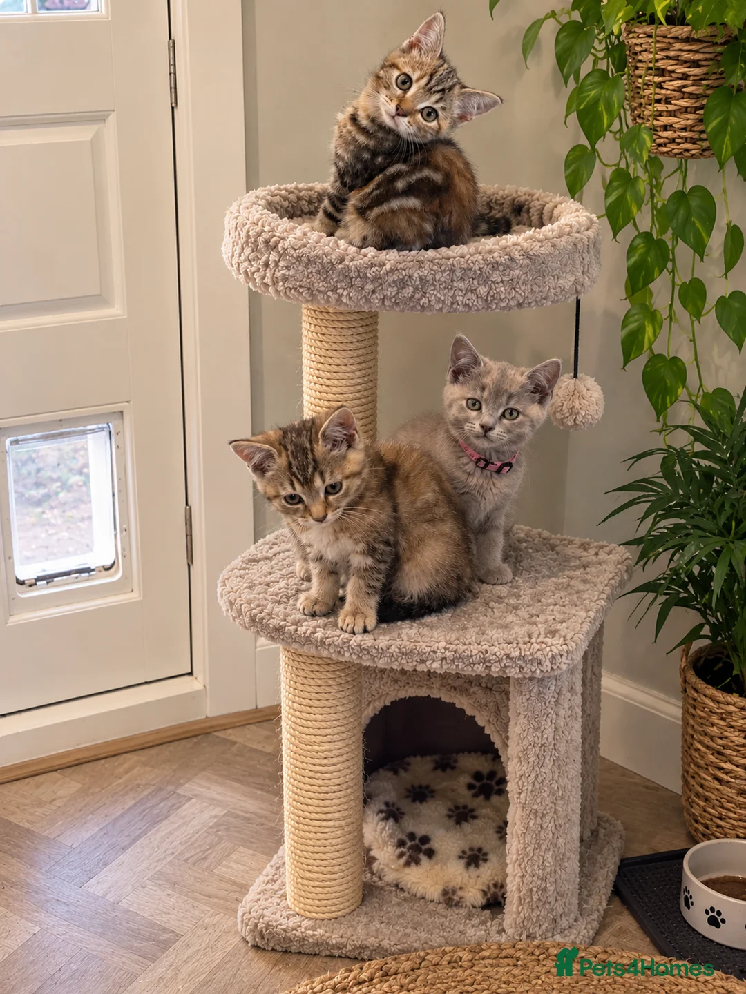 British Shorthair cats for sale: British shorthair x kittens. Ready to go now  - Advert 2