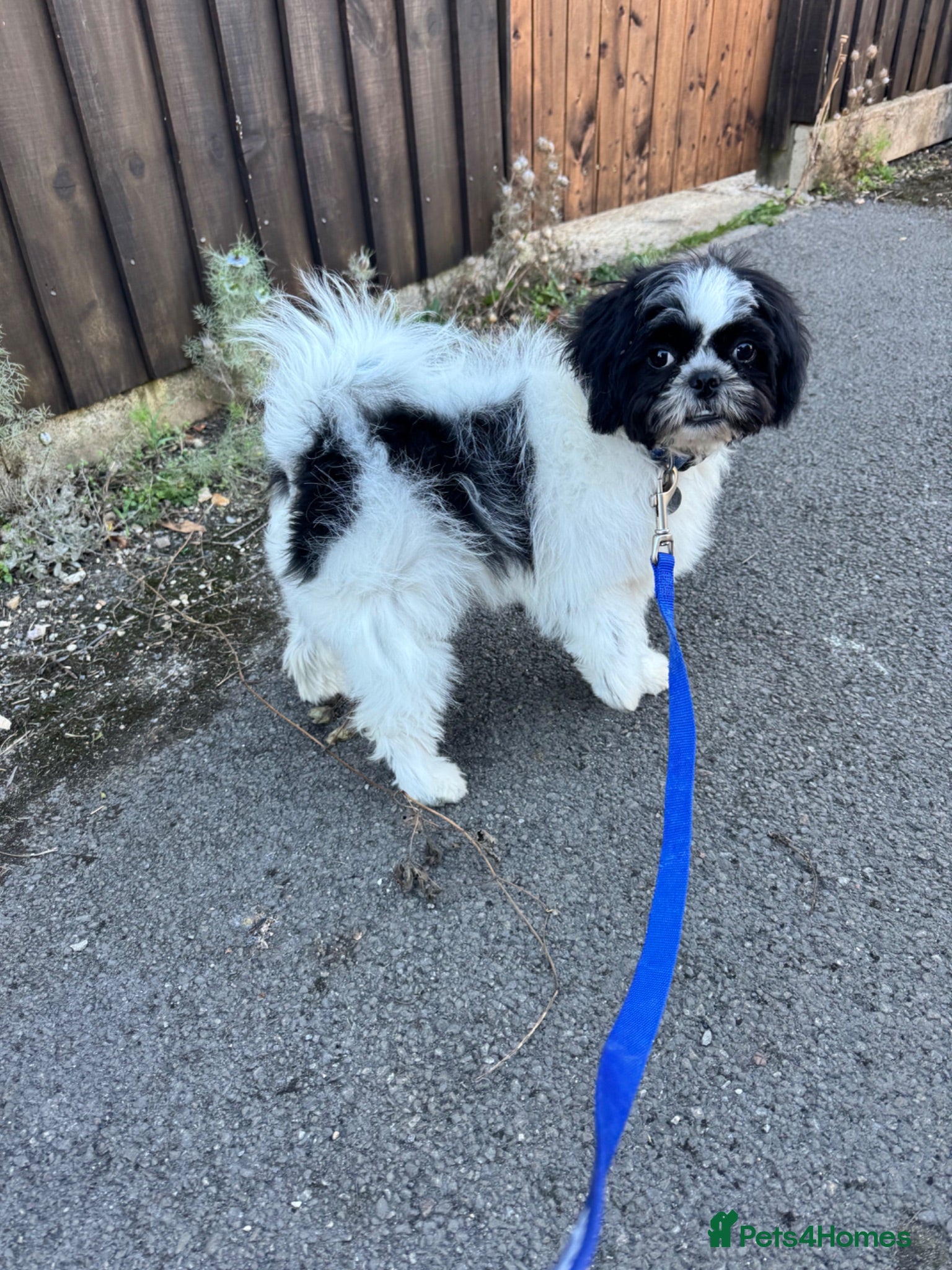 Mixed Breed dogs Small compact pug x lasso Apso - Advert 2