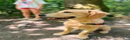Golden Retriever dogs for sale: Fully Trained Female KC Golden Retriever  - Advert 7