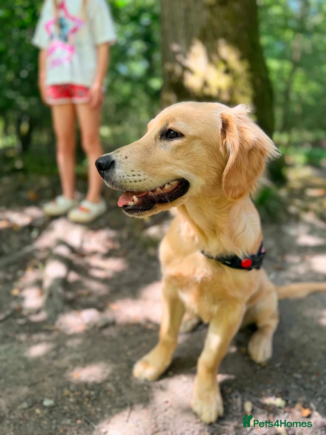 Golden Retriever dogs for sale: Fully Trained Female KC Golden Retriever  - Advert 7