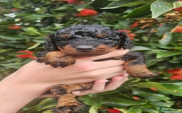 Cockapoo dogs for sale: F2 Cockapoo puppies for sale  - Image 37