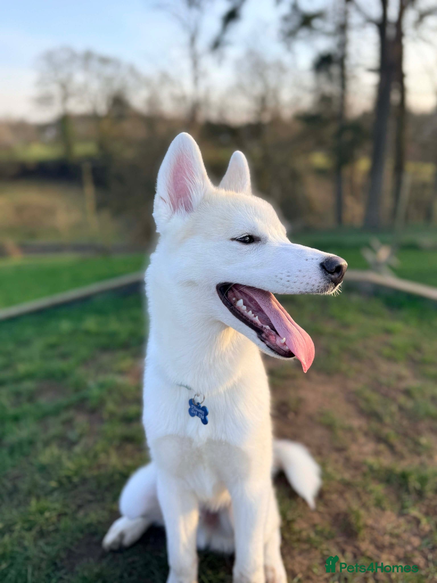 Siberian Husky dogs Beautiful boy for sale - Advert 7