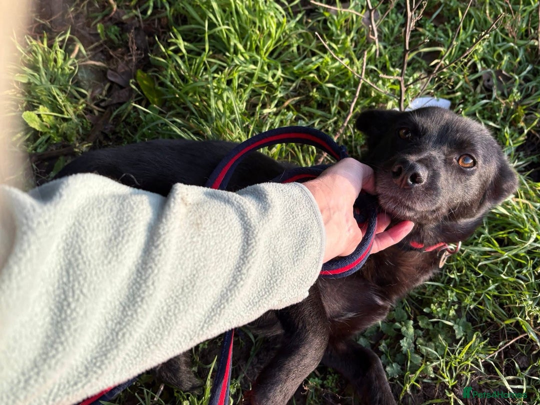 Mixed Breed dogs for adoption: Melody - Norwich Norfolk  - Advert 12