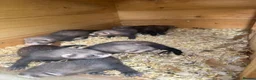 Ferret rodents for sale: Ferret kits  - Advert 8