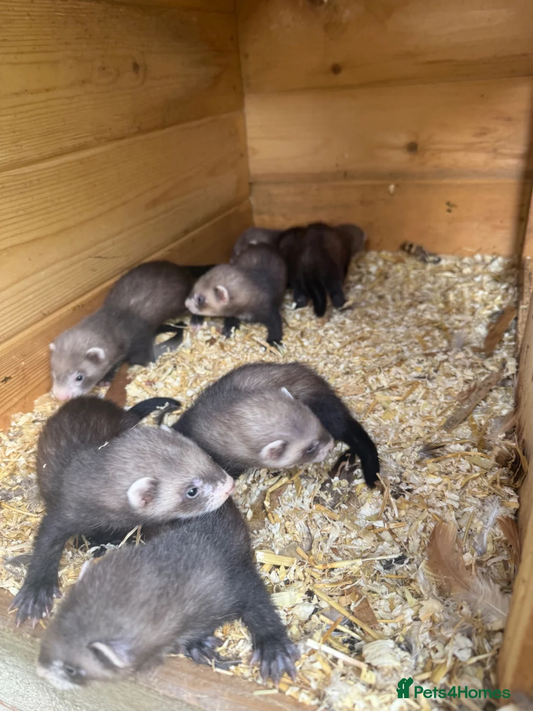 Ferret rodents for sale: Ferret kits  - Advert 8