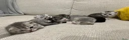 Scottish Fold cats for sale: British shorthair mix with Scottish fold  - Advert 12
