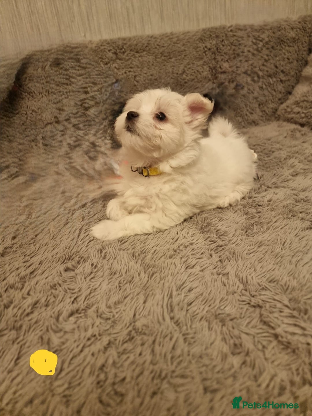 Maltese dogs for sale: Adorable Maltese Puppies Ready for Love. - Advert 12