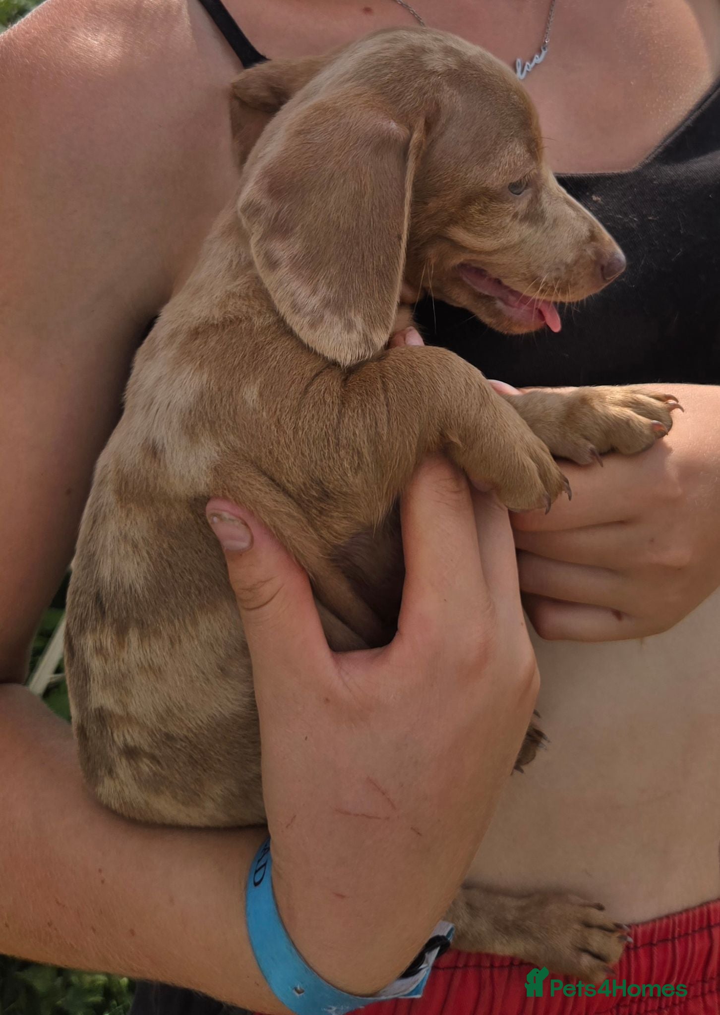 Miniature Dachshund dogs Gorgeous litter of miniature dachshunds - Advert 10