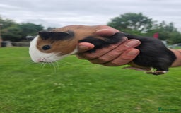 Guinea Pig rodents for sale: Baby Guinea pigs  - Image 7