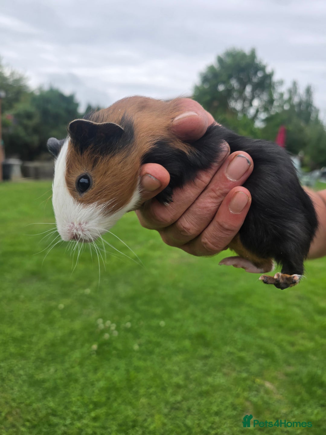 Guinea Pig rodents for sale: Baby Guinea pigs  - Image 7