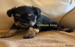 Miniature Schnauzer dogs for sale: Kc registered miniature schnauzer Bva eye test - Image 8