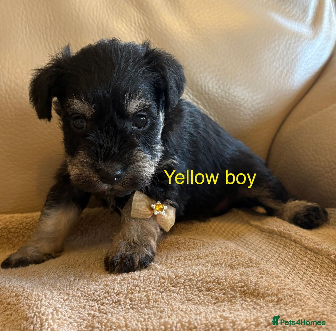 Miniature Schnauzer dogs for sale: Kc registered miniature schnauzer Bva eye test - Image 8