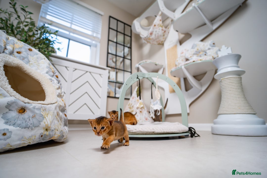 Abyssinian cats for sale: Champion Line Abyssinians- Rare Beauty- TICA reg. - Image 5