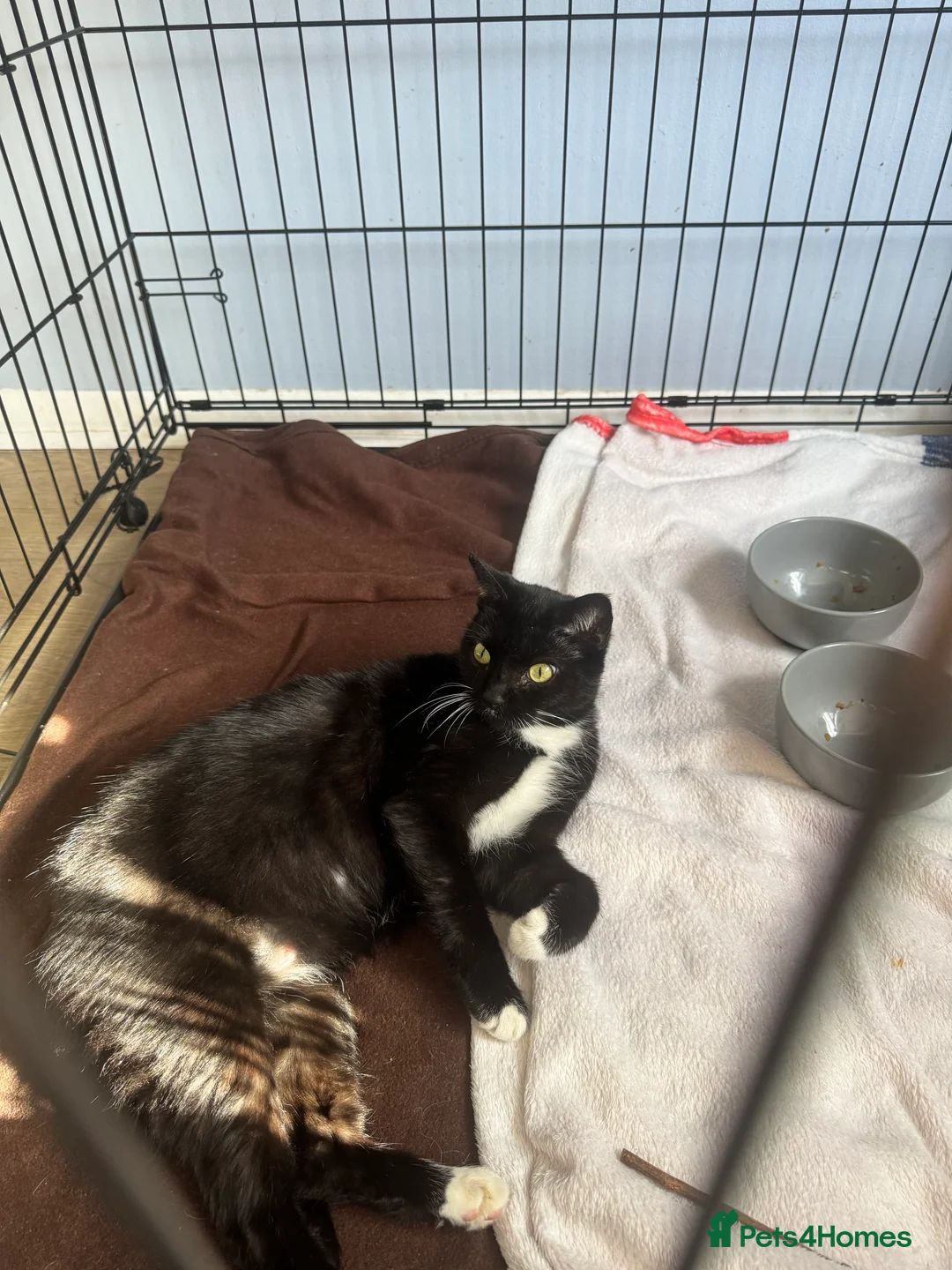 British Shorthair cats for adoption: Lovebugs Ronnie & Ruby - Adopt CIC - Advert 4