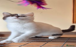 British Shorthair cats for sale: British Shorthair kittens  - Image 8
