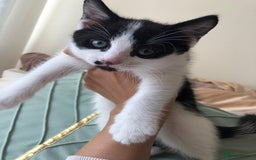 Domestic Shorthair cats for sale: 5 adorable mixed kittens, Russian Blue & Shorthair - Advert 18