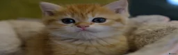 British Shorthair cats for sale: Stunning BSH Golden Boy TICA reg pedigree  - Advert 3