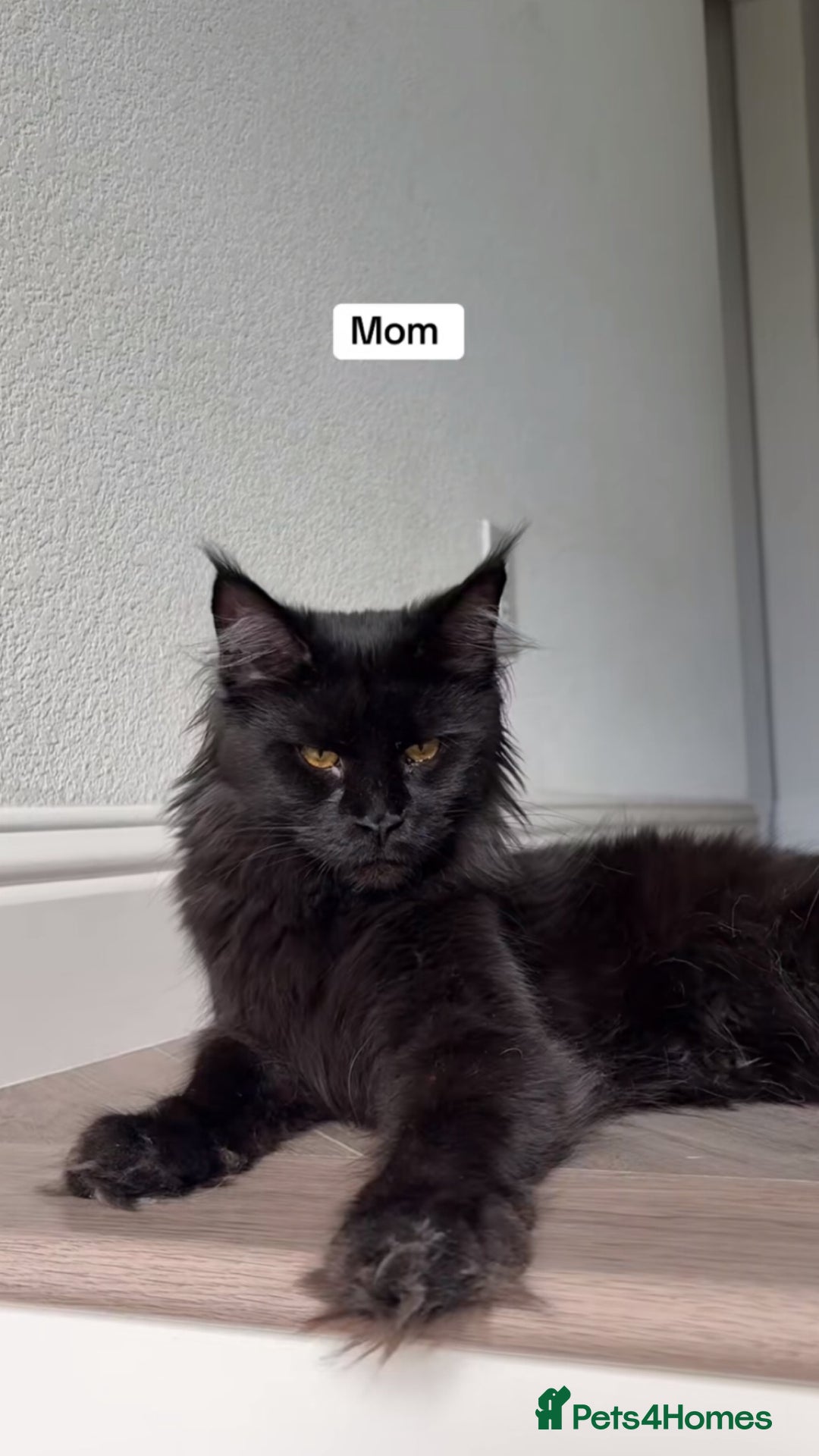 Maine Coon cats for sale: BEAUTIFUL MAINE COON KITTENS - Advert 2