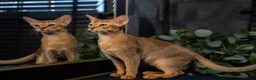 Abyssinian cats for sale: Majestic Abyssinian Boy-READY NOW-Champion Line - Advert 3