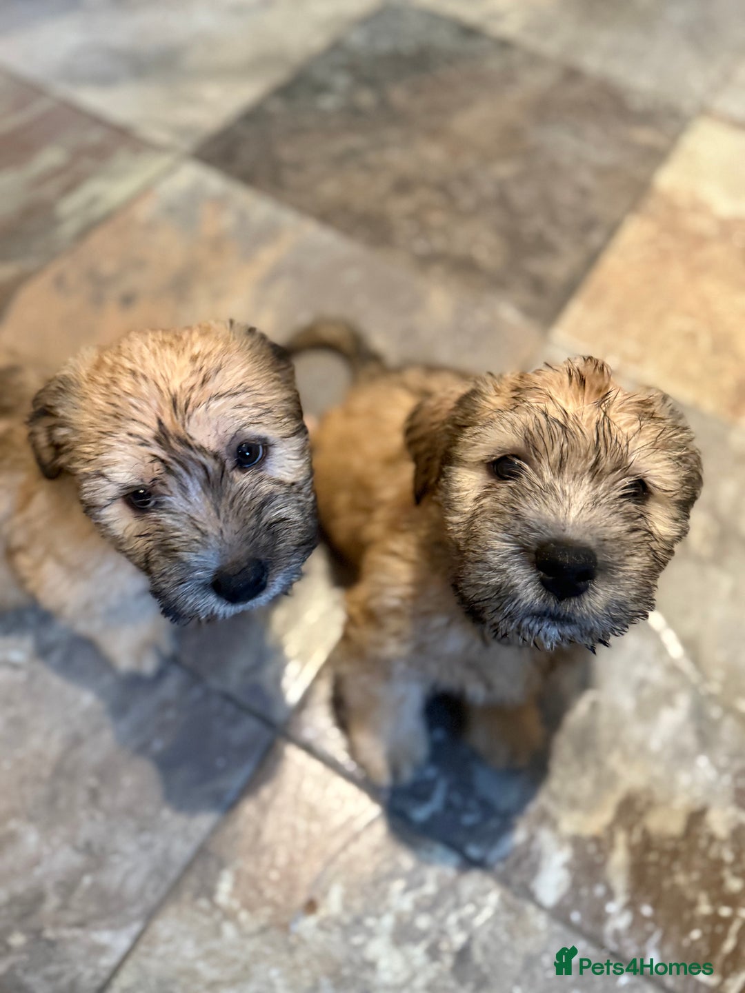 Glen of Imaal Terrier dogs for sale: Glen of Imaal terrier puppies - Advert 34