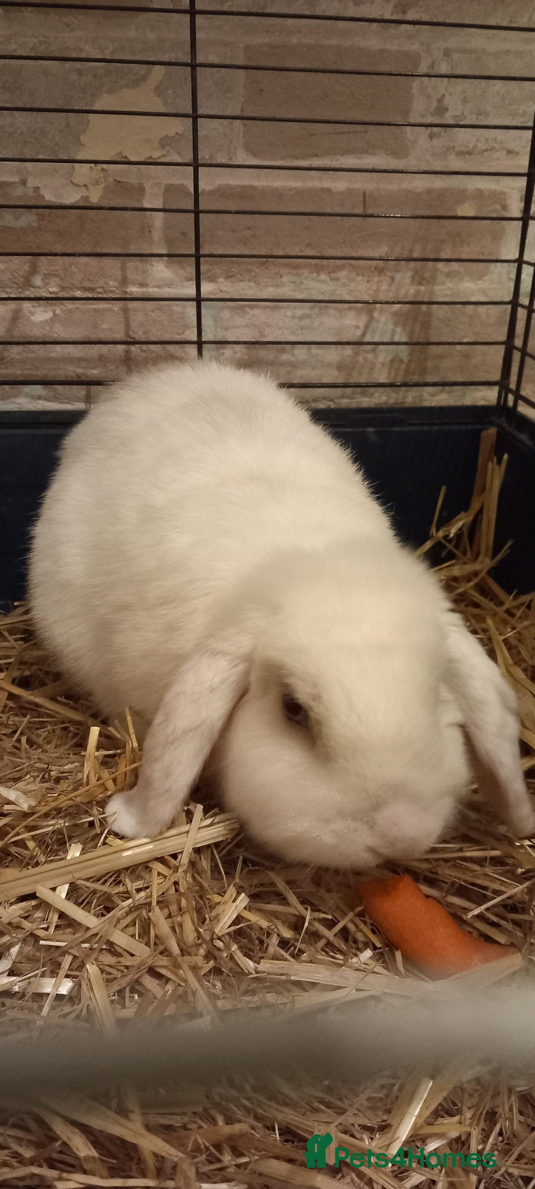 Mixed Breed rabbits for sale: Mini Lop mixed babies.  - Image 5