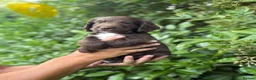 Sprocker dogs for sale: 6 sprocker  - Advert 7
