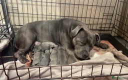 Staffordshire Bull Terrier dogs for sale: Staffordshire bull terrier puppies  - Image 1