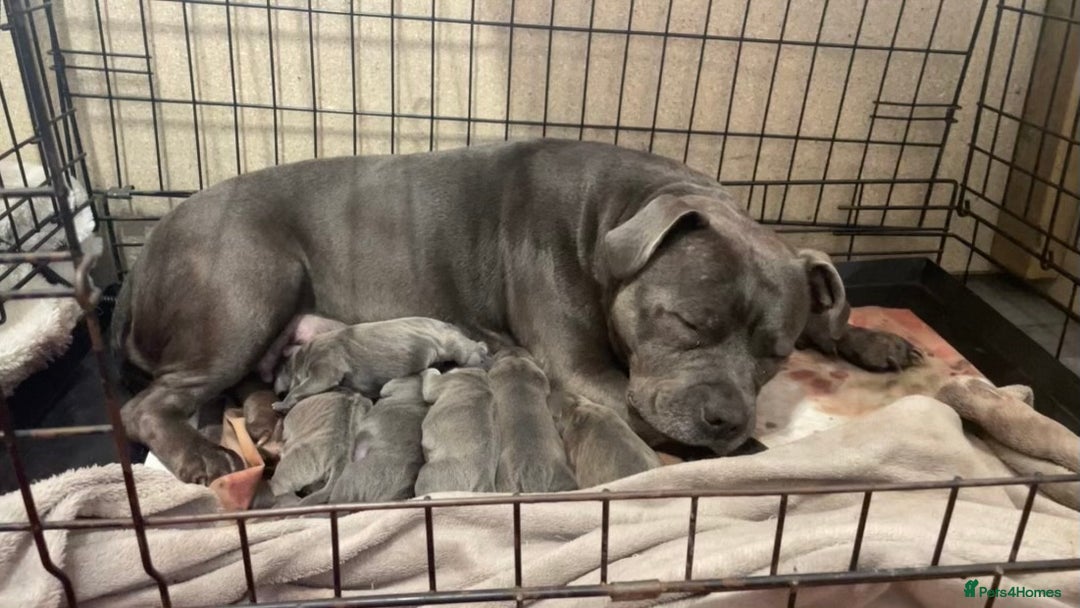 Staffordshire Bull Terrier dogs for sale: Staffordshire bull terrier puppies  - Image 1