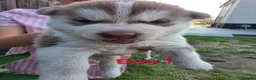 Siberian Husky dogs for sale: Siberian husky  - Advert 3