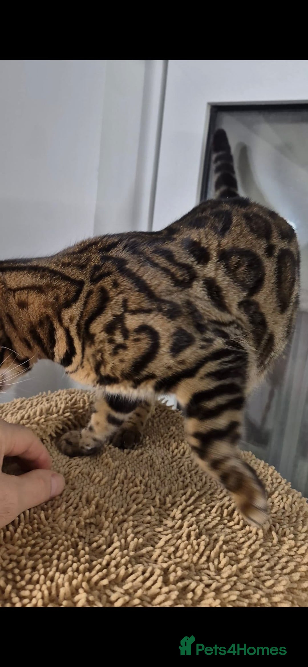 Bengal cats for sale: Bengal girl - Advert 5