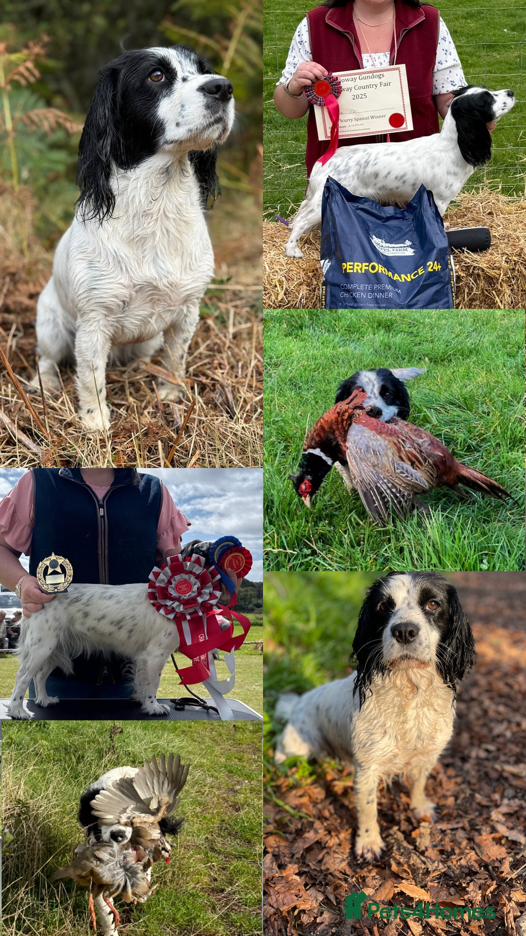 Cocker Spaniel dogs for sale: White and Black Cocker Spaniel dog Pup - Advert 12