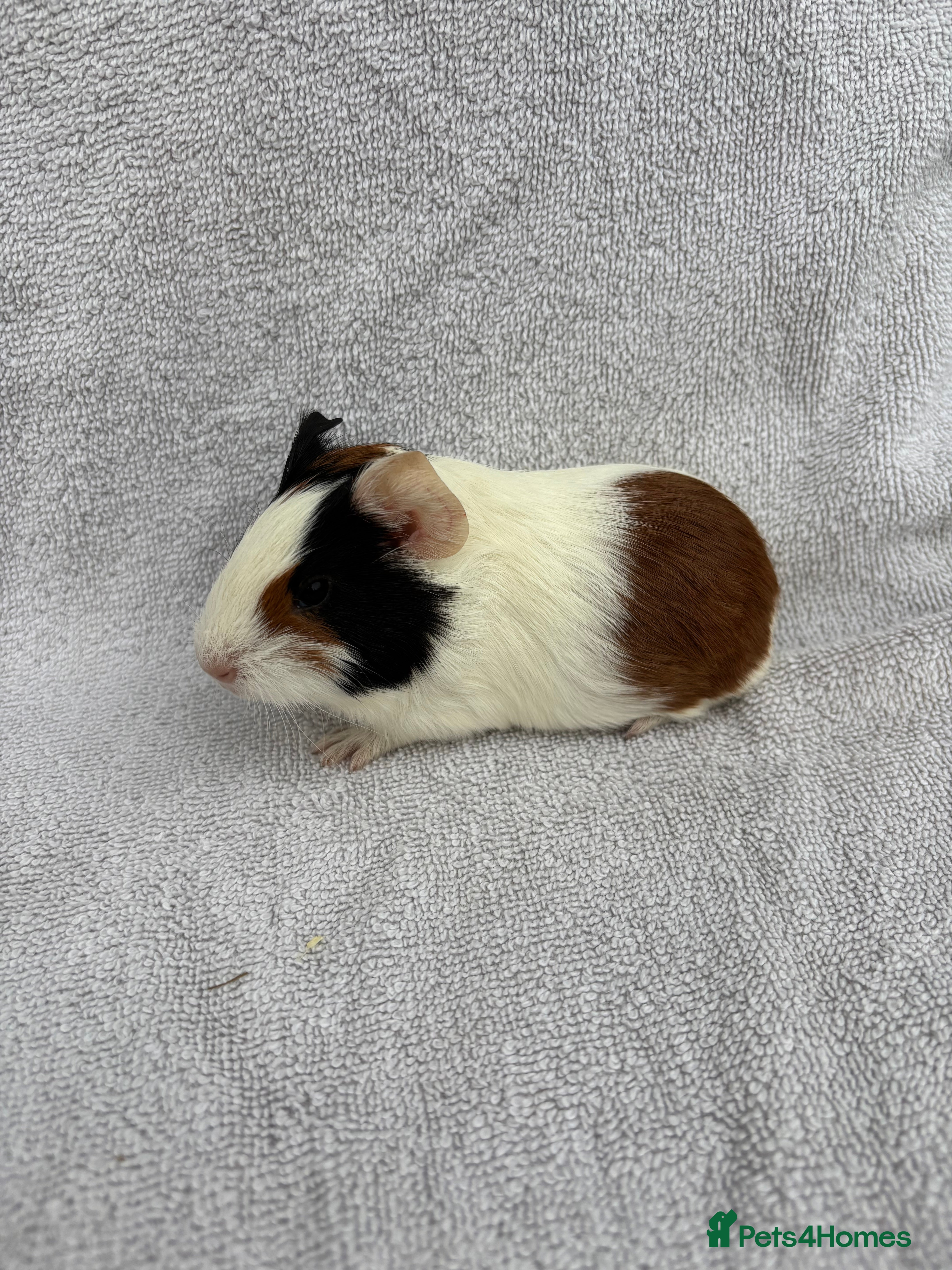 Guinea Pig rodents Baby Guinea pigs - Advert 17