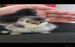 Chickens poultry for sale: Pekin bantam chicks  - Image 6