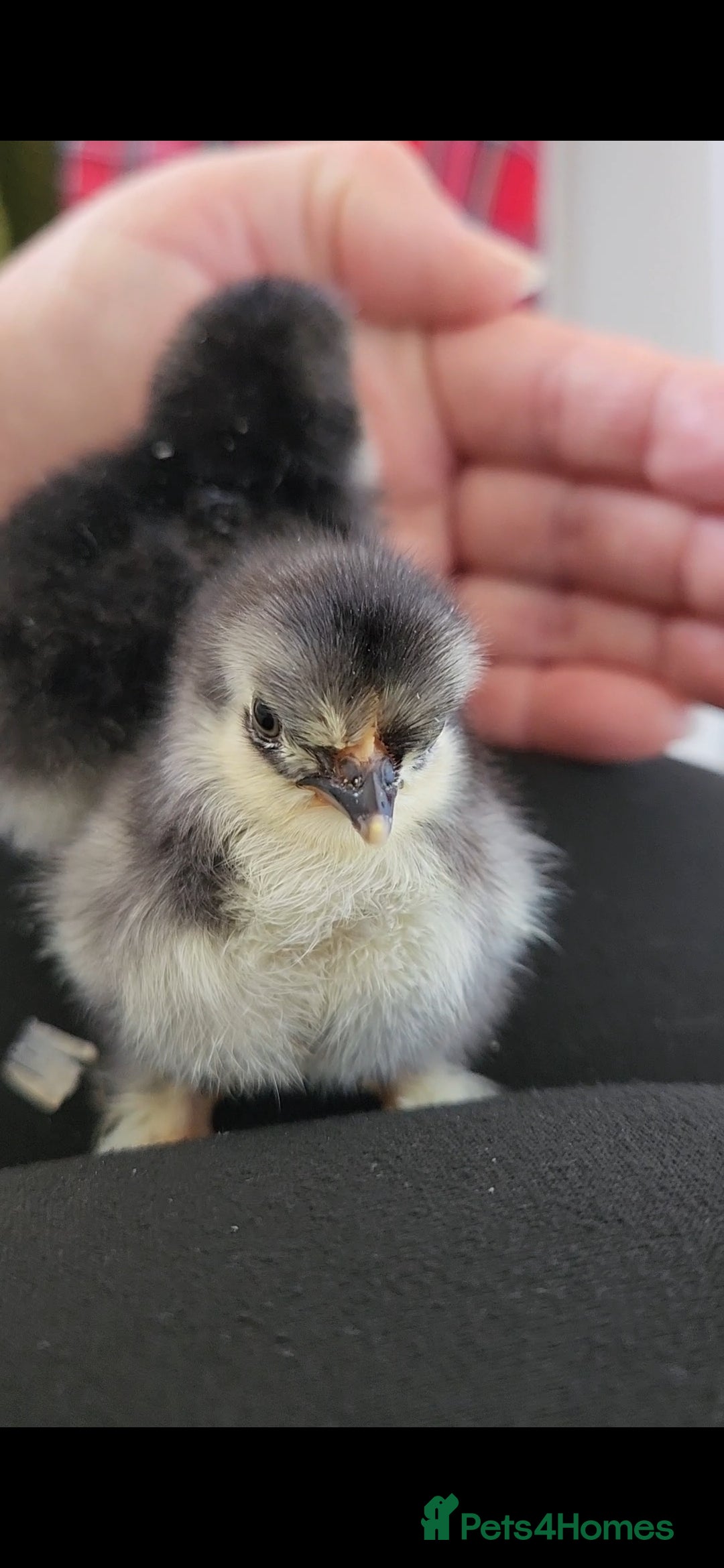 Chickens poultry for sale: Pekin bantam chicks  - Image 6