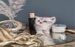 British Shorthair cats for sale: Blue eyed Silver tabby shaded BSH x Russian blue  - Image 12