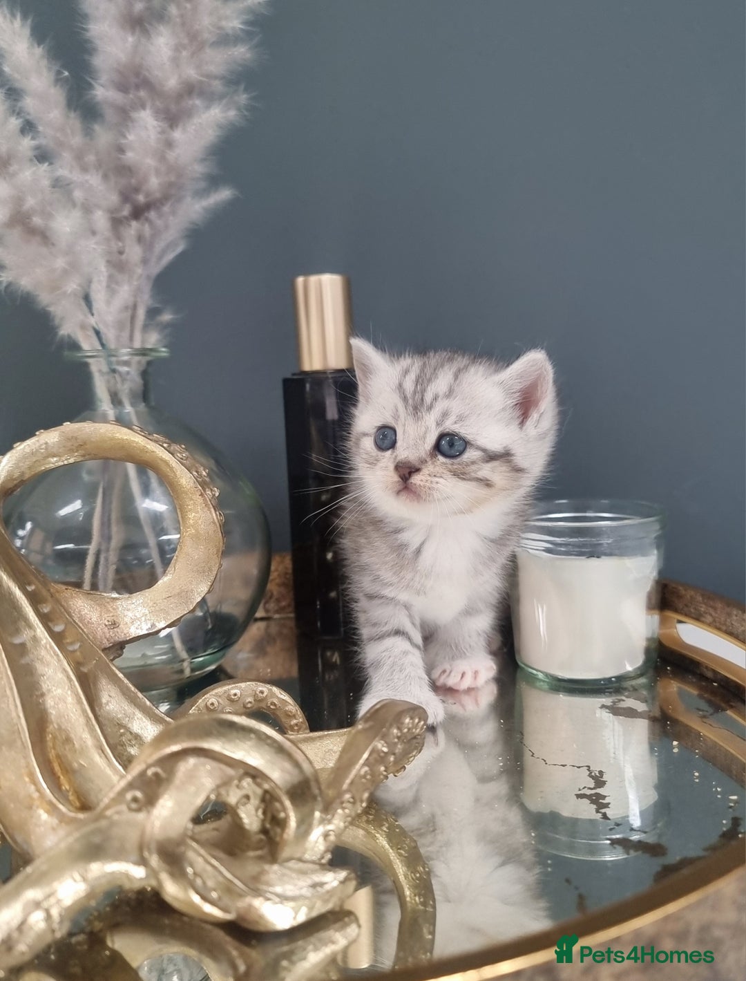 British Shorthair cats for sale: Blue eyed Silver tabby shaded BSH x Russian blue  - Image 12