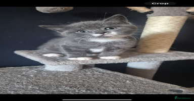 British Shorthair cats - Advert 6