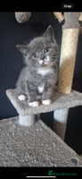 British Shorthair cats - Advert 10