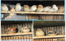 Finches birds for sale: Zebra Finches . - Advert 1
