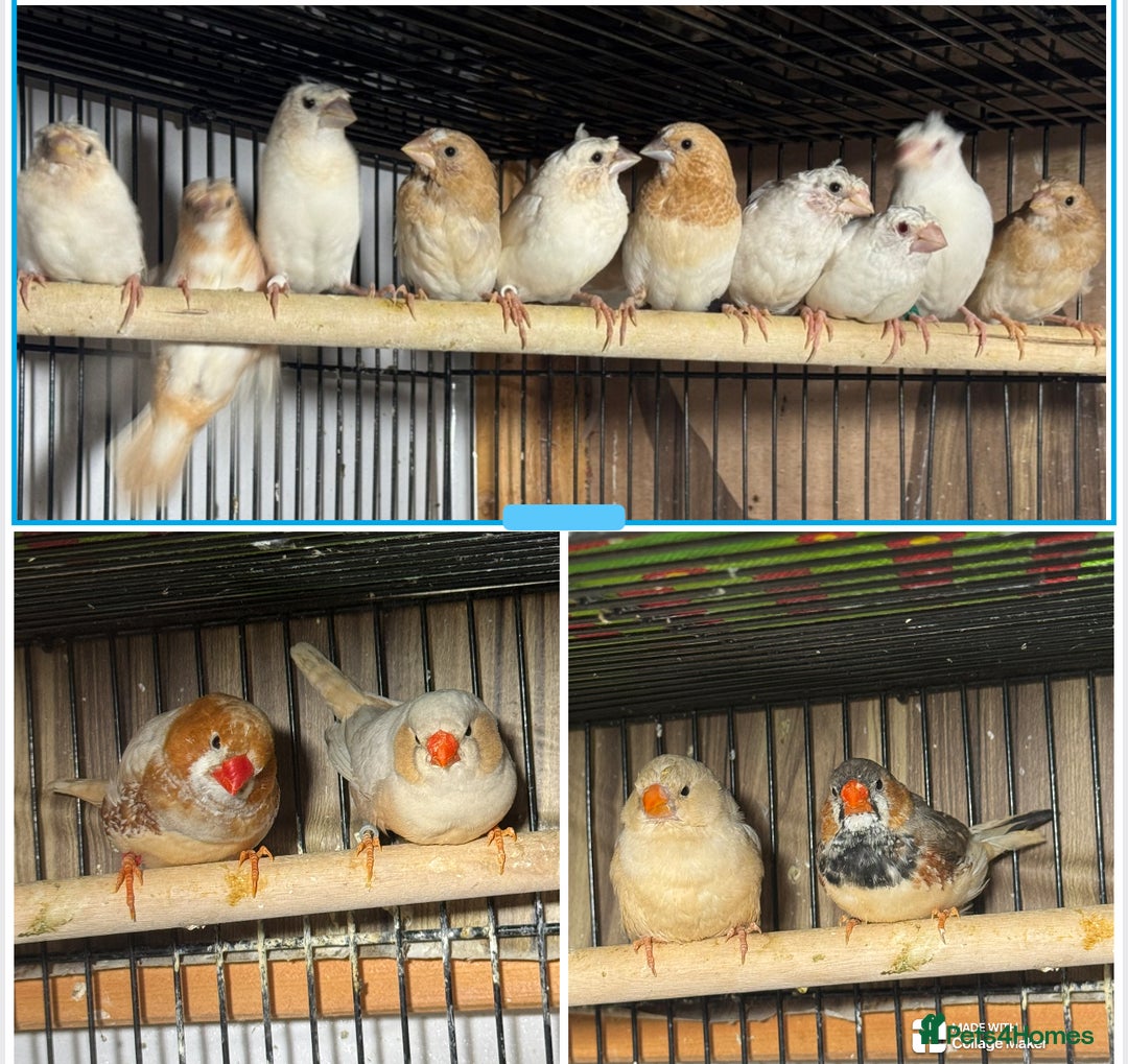 Finches birds for sale: Zebra Finches . - Advert 1